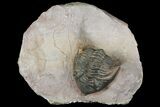 Metacanthina Trilobite - Lghaft, Morocco #130527-1